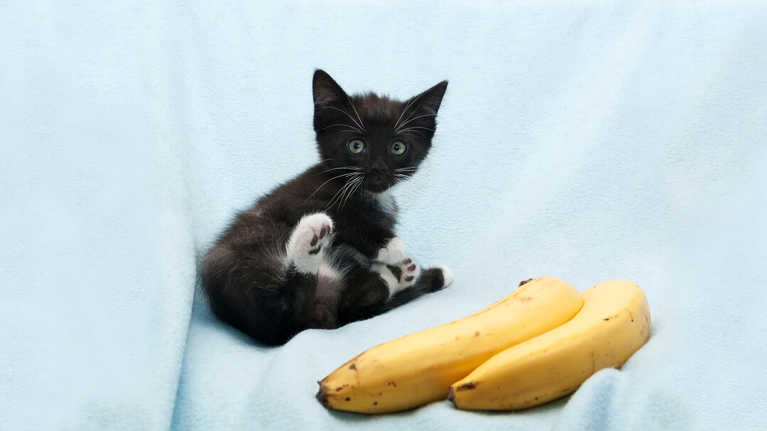 Can you on sale give cats bananas